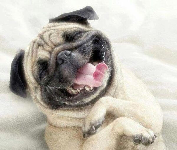 כלב מתפקע מצחוק